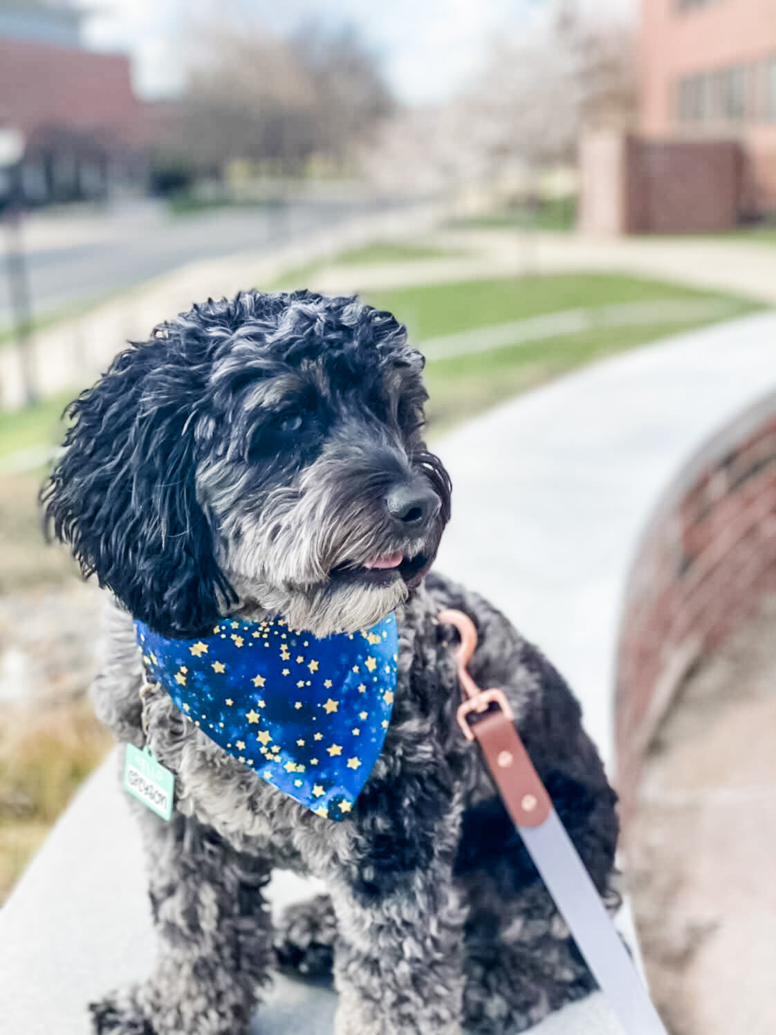 Starry Skies Dog Bandana