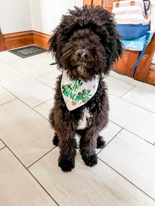 Too Cute to pinch Dog Bandana