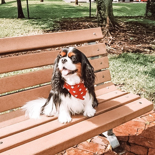 All American Dog Bandana