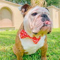 Load image into Gallery viewer, Coral Squares Bowtie
