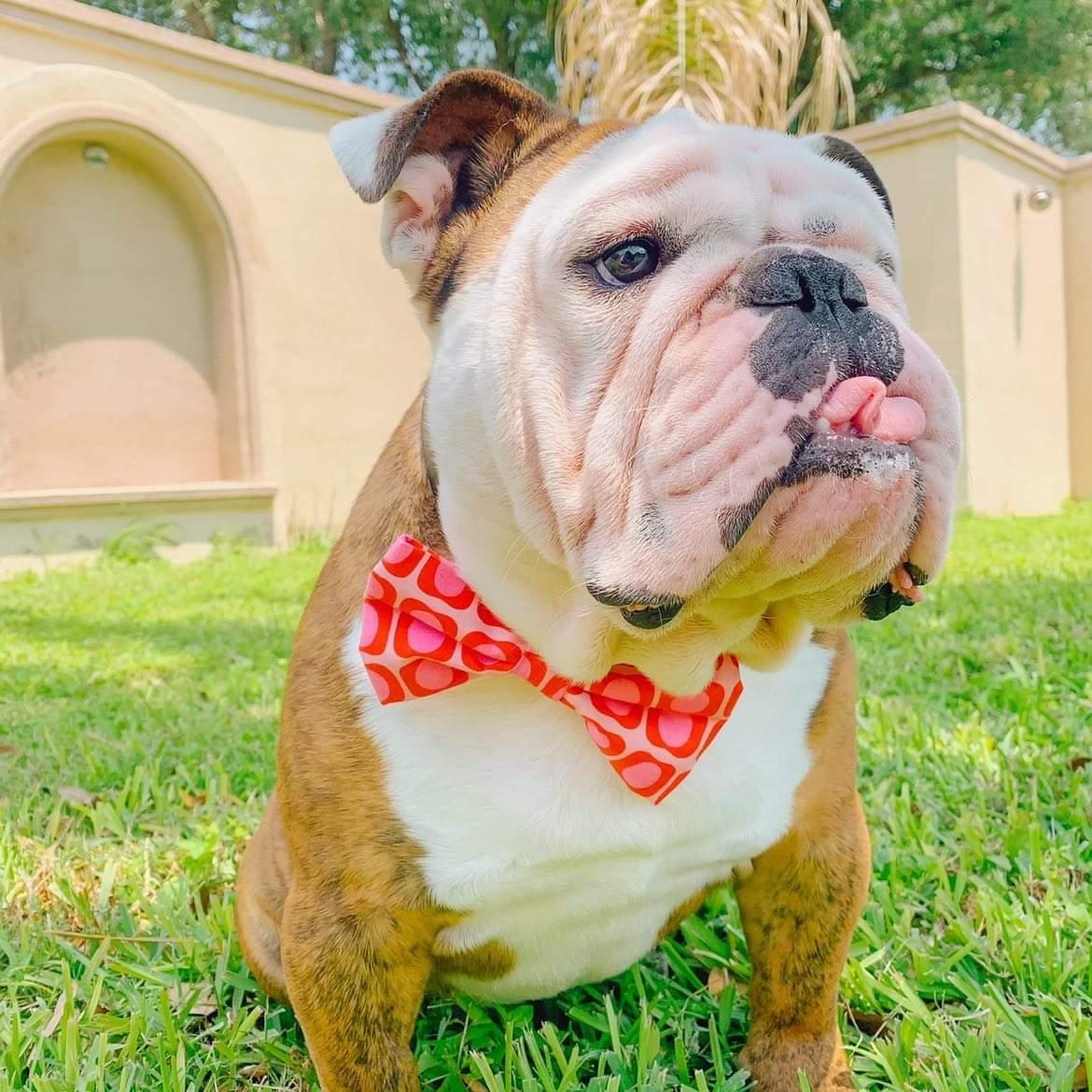 Coral Squares Bowtie