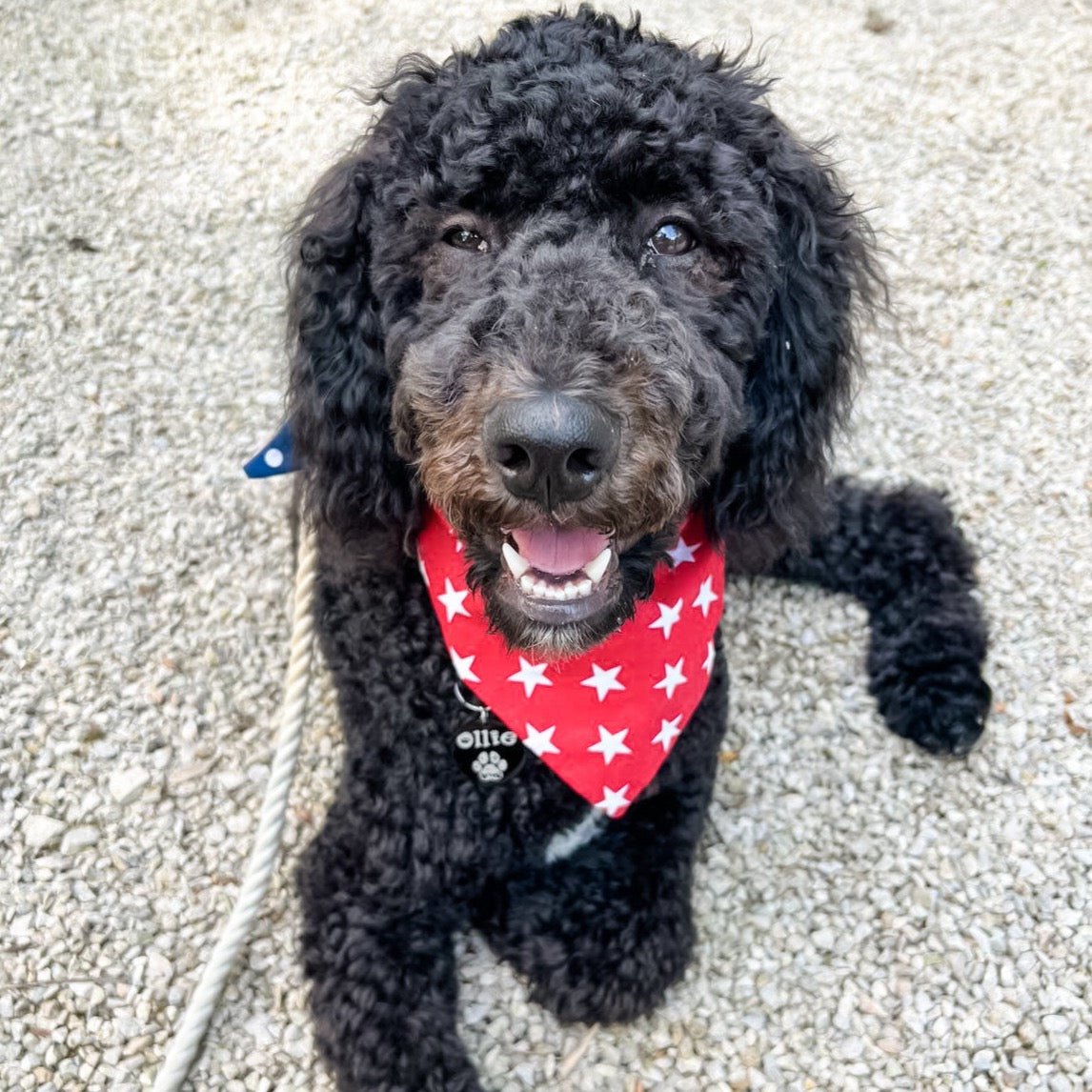 All American Dog Bandana