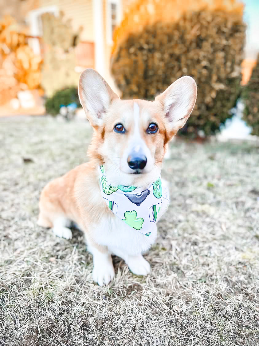 Pot of Gold Dog Bandana
