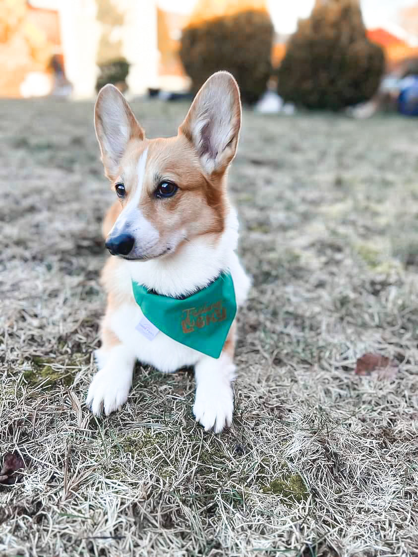 Pot of Gold Dog Bandana