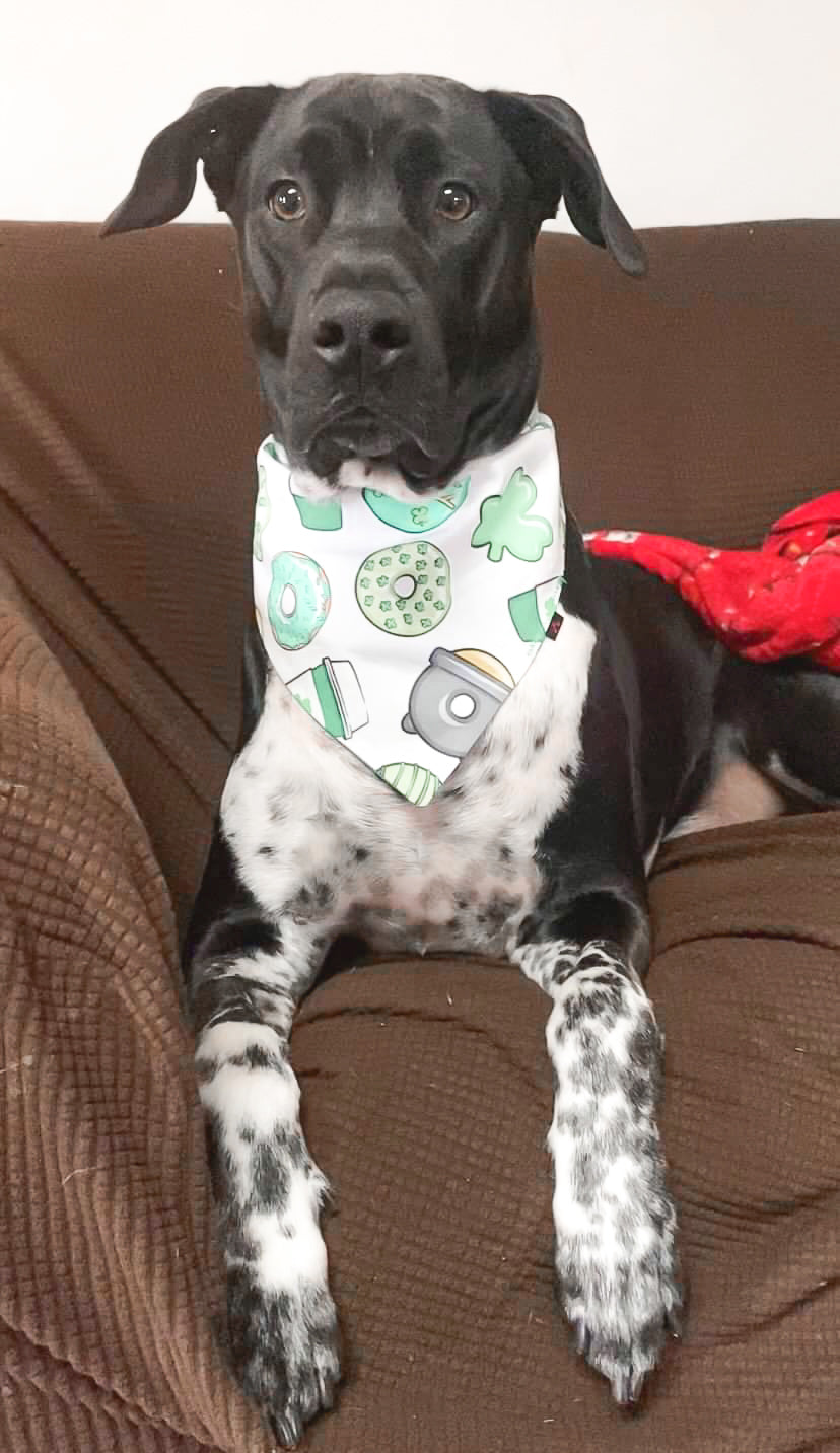 Pot of Gold Dog Bandana