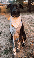 Load image into Gallery viewer, Cutie Chick Dog Bandana
