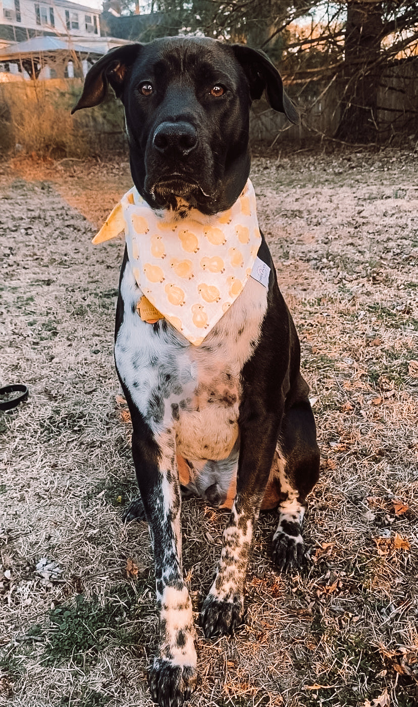 Cutie Chick Dog Bandana
