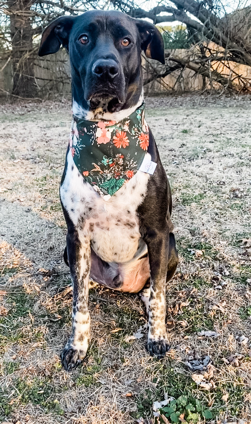Wild Flowers Dog Bandana