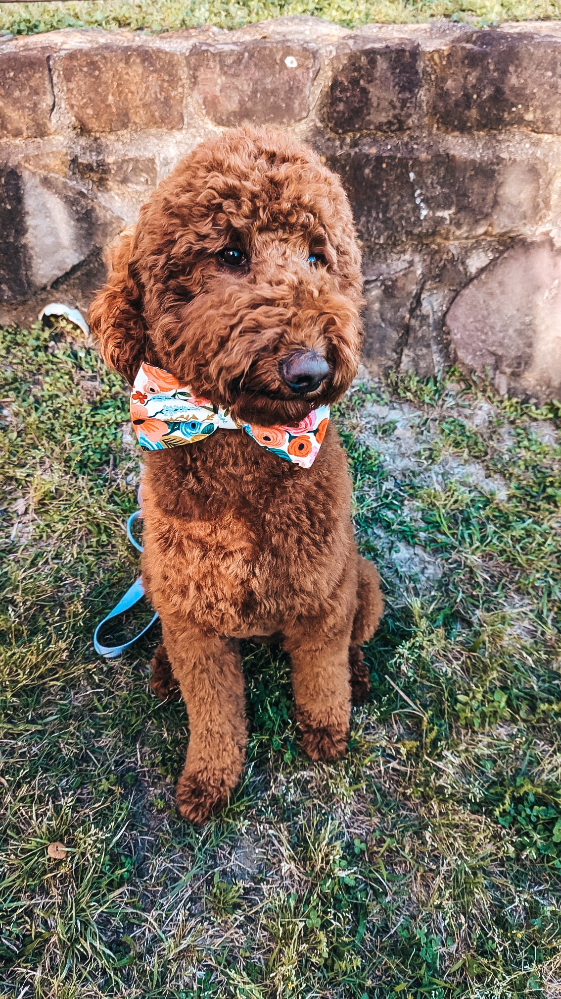 Poppy Bowtie