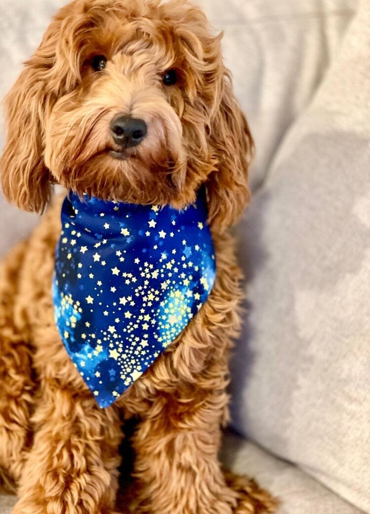 Starry Skies Dog Bandana