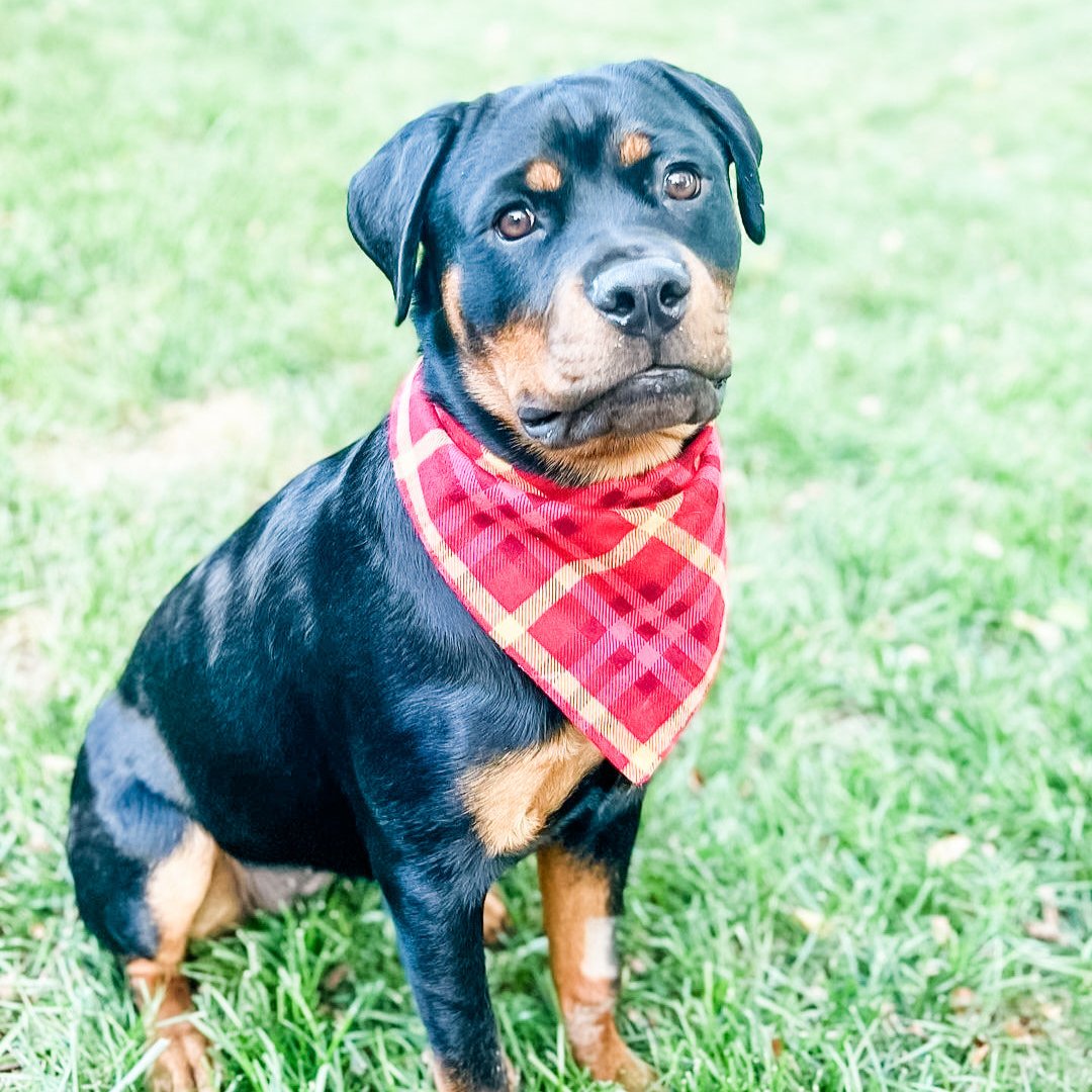 Marigold Dog Bandana