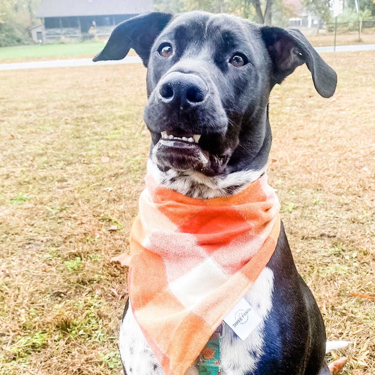 Autumn Breeze Flannel Dog Bandana