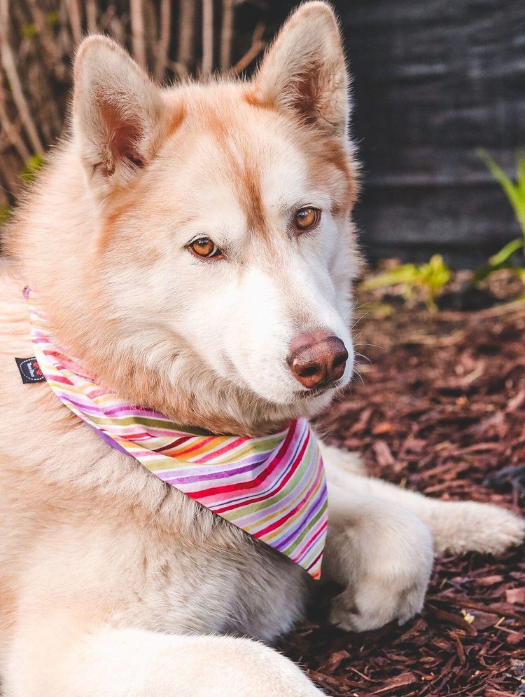 Lavender Luscious Dog Bandana