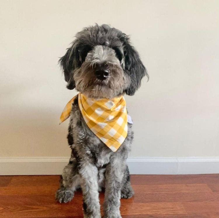 Mustard Gingham Dog Bandana