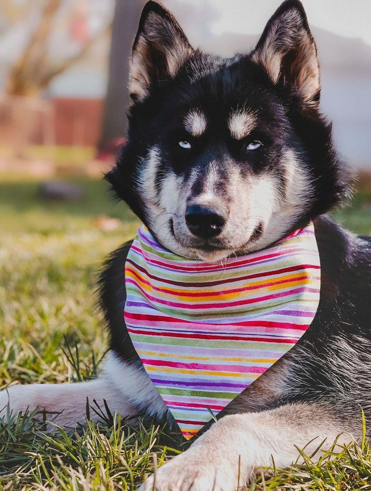 Lavender Luscious Dog Bandana