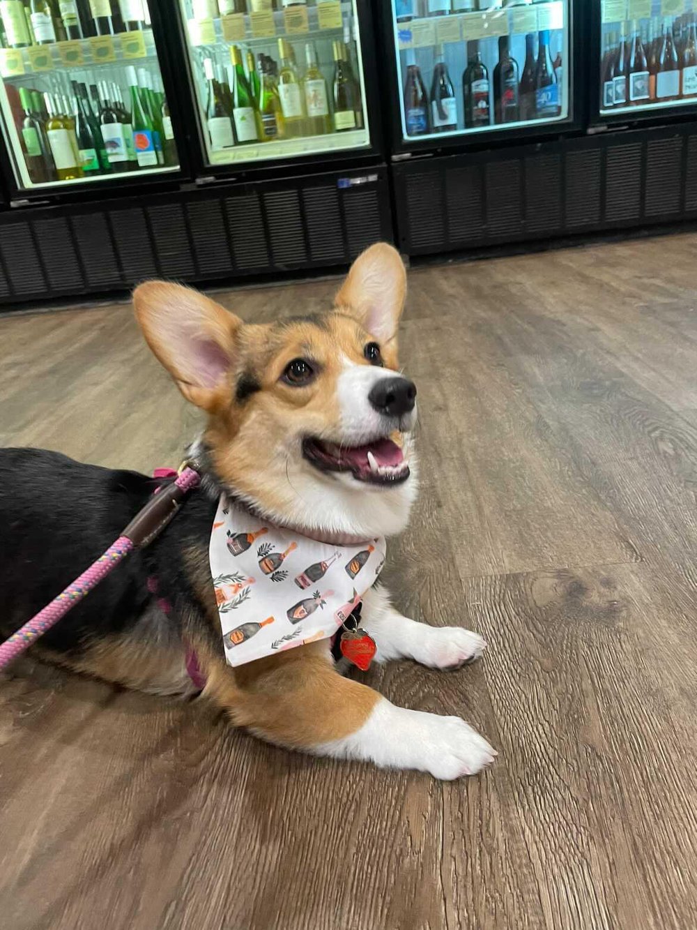 Wine Not Dog Bandana