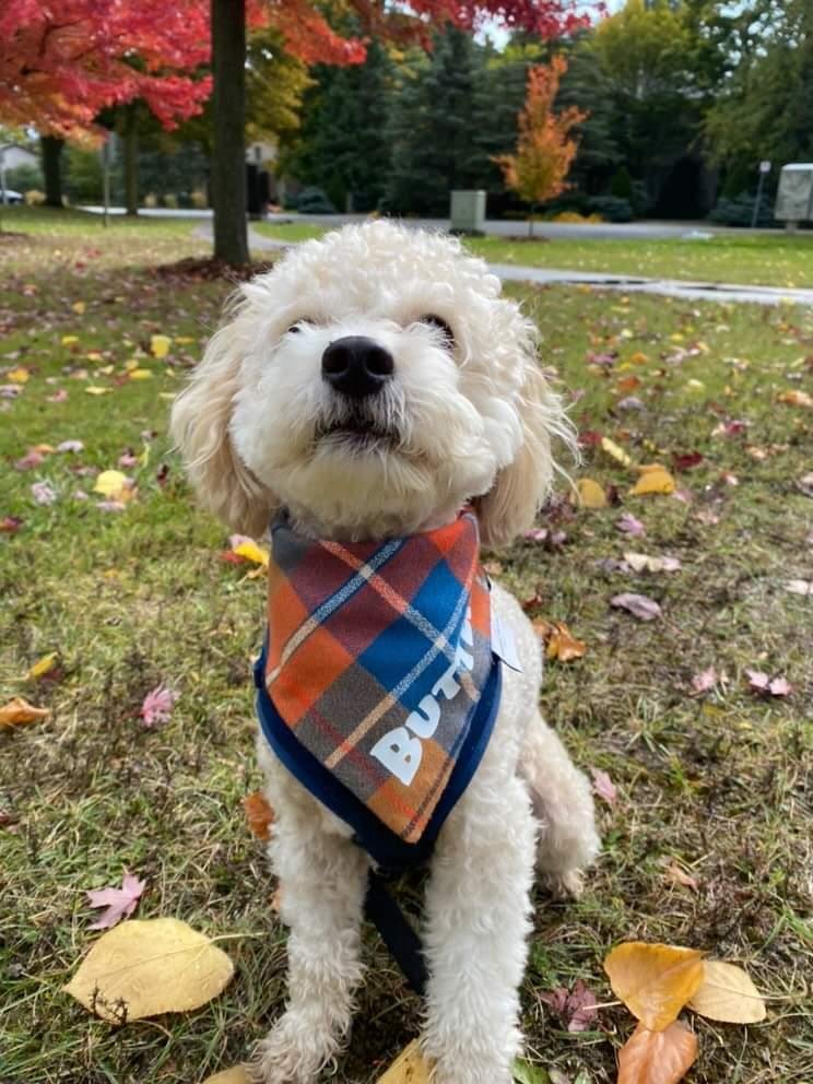 Blue Adventure Dog Bandana