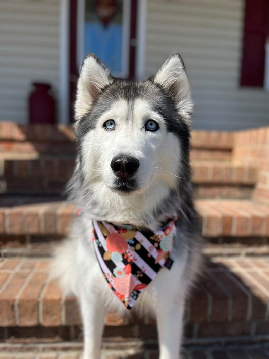 Fresh Roses Dog Bandana
