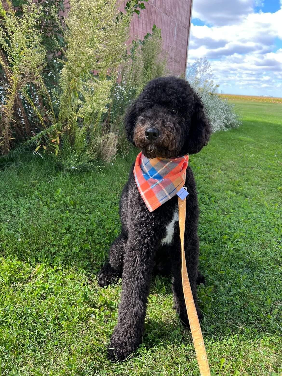 Blue Adventure Dog Bandana